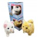 B/O CAT (48pcs/box)